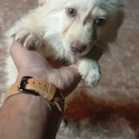 سگ پامر