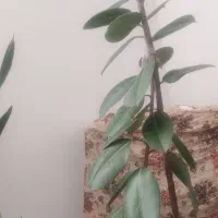 گل زیبای فیکوس