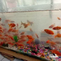 ماهی گلفیش مشکی قرمز ترکیبی