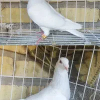 الماسی چنگ سفید قابل ارسال به همه نقاط