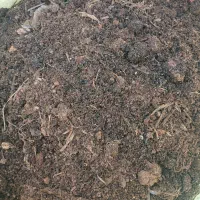 کود حیوانی|گل و گیاه طبیعی|رشت, حومه رشت|دیوار