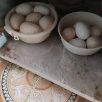 تخم بوقلمون نطفه دار