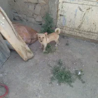سگ پاکوتاه