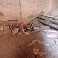 دو عدد خروس مینیاتوری