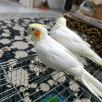 عروس هلندی