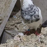 ۴ تا طوقی یه سرخ چشنوک نر و یه کله سرخ نر