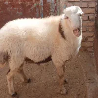 قوچ گوسفند میش بره
