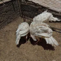 بوقلمون بیوتی ۴ عدد ۶ماهه