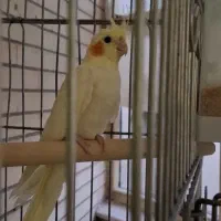 عروس هلندی ماده  مناسب برای جفت گیری نیمه دستی