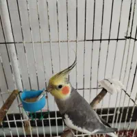 عروس هلندی نر
