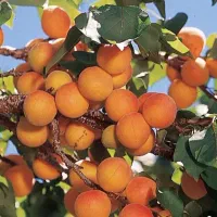 زردآلو شیرین سوپر بار عمده خرده