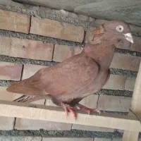 کبوتر