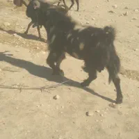پازن درجه یک داشتی