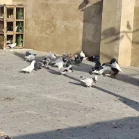 کفتر پرشی