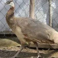 ماده طاووس گمشده