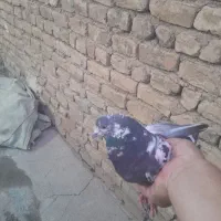 این کبوتر ازم گمشده
