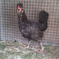 مرغ و خروس ریشو گلین