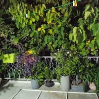 اجاره مغازه 40متر.سروش شمالی