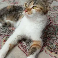 گربه ی ۲ ساله مودب