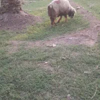 قوچ بختیاری سه سال