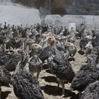 جوجه بوقلمون ۴۰ روزه