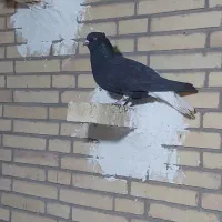 کبوتر|پرنده|یزد, |دیوار