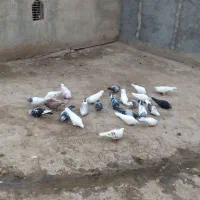چندجفت کبوترپرشی به فروش میرسد