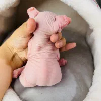 اسفینکس پینکی و بلو پینکی گوش کرلی