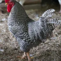 آمروک جوجه