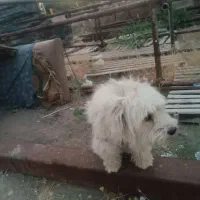 سگ پا کوتاه خانگی