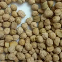 فروش نخود  برای فلافل