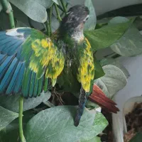 ردچیک
