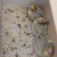 جوجه عروس هلندی