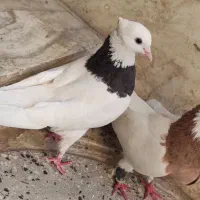 طوقی خوب