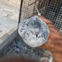 کفتر معاوضه با پاد هم دادم