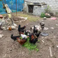 خروس تازه بالغ شده ی گلین