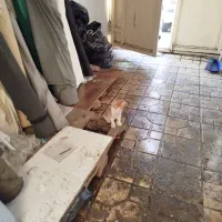 سه تا بچه گربه