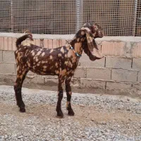 بزغاله پلنگی اصل جنس