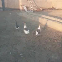 غاز تخم گذار