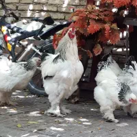 جوجه و نیمچه برهما لایت اصل