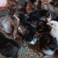 جوجه گلپایگان۲۵روزه