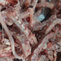 اسکلت مرغ غذای سگ و گربه