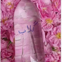 گلاب خانگی