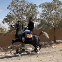 اسب|اسب و تجهیزات اسب‌سواری|زرندیه, |دیوار