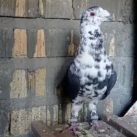 بزک سینه سفید پلاکی