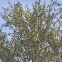 زیتون|خوردنی و آشامیدنی|نرماشیر, |دیوار