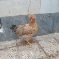 مرغ