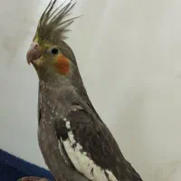 ۴ تا عروس هلندی