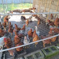 مرغ و خروس محلی