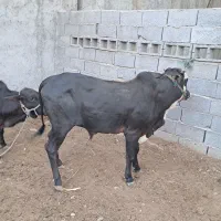 گاو نر مخصوص گوشت